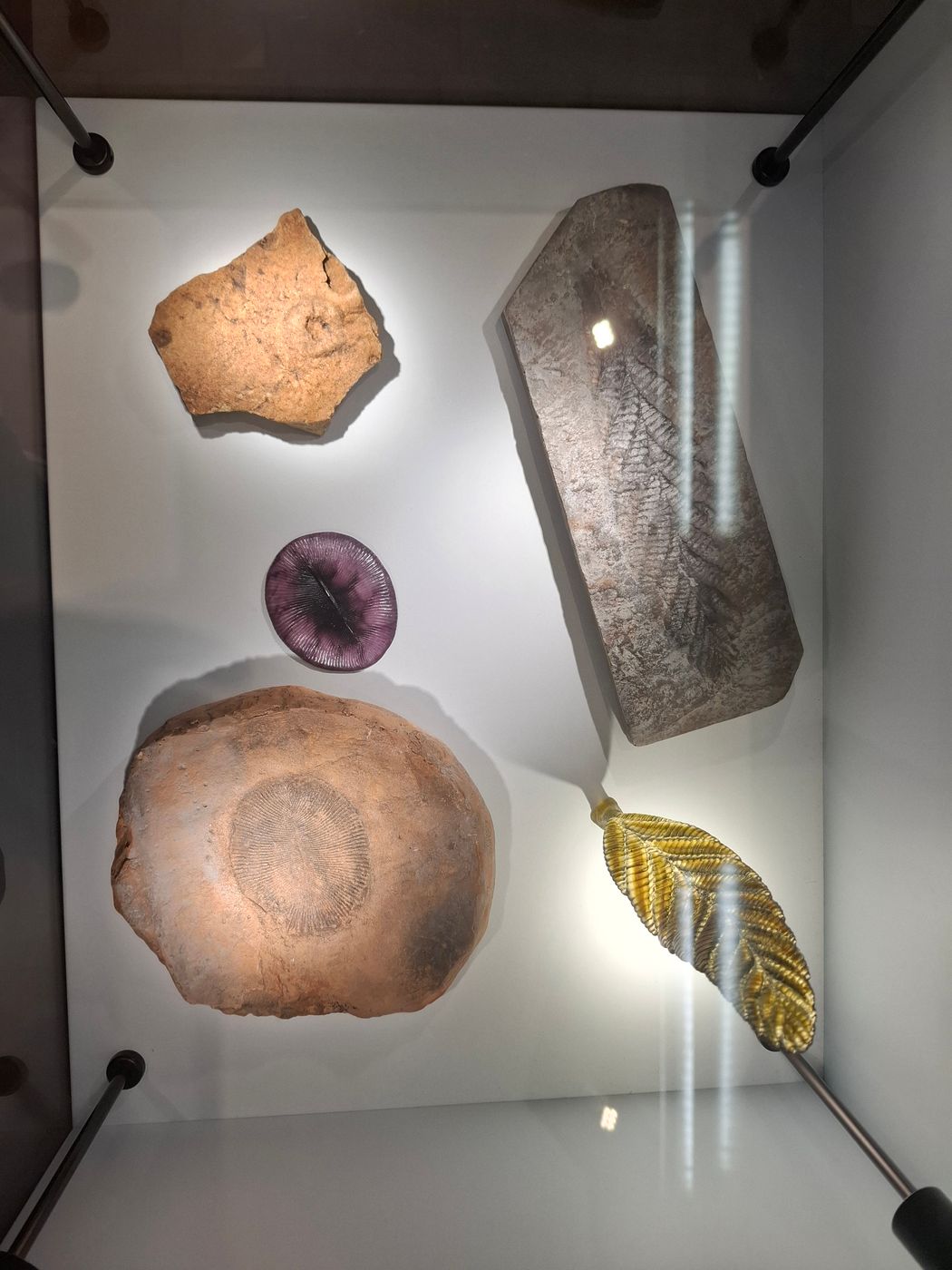 Naturkundemuseum Stuttgart, Museum am Löwentor, Germany