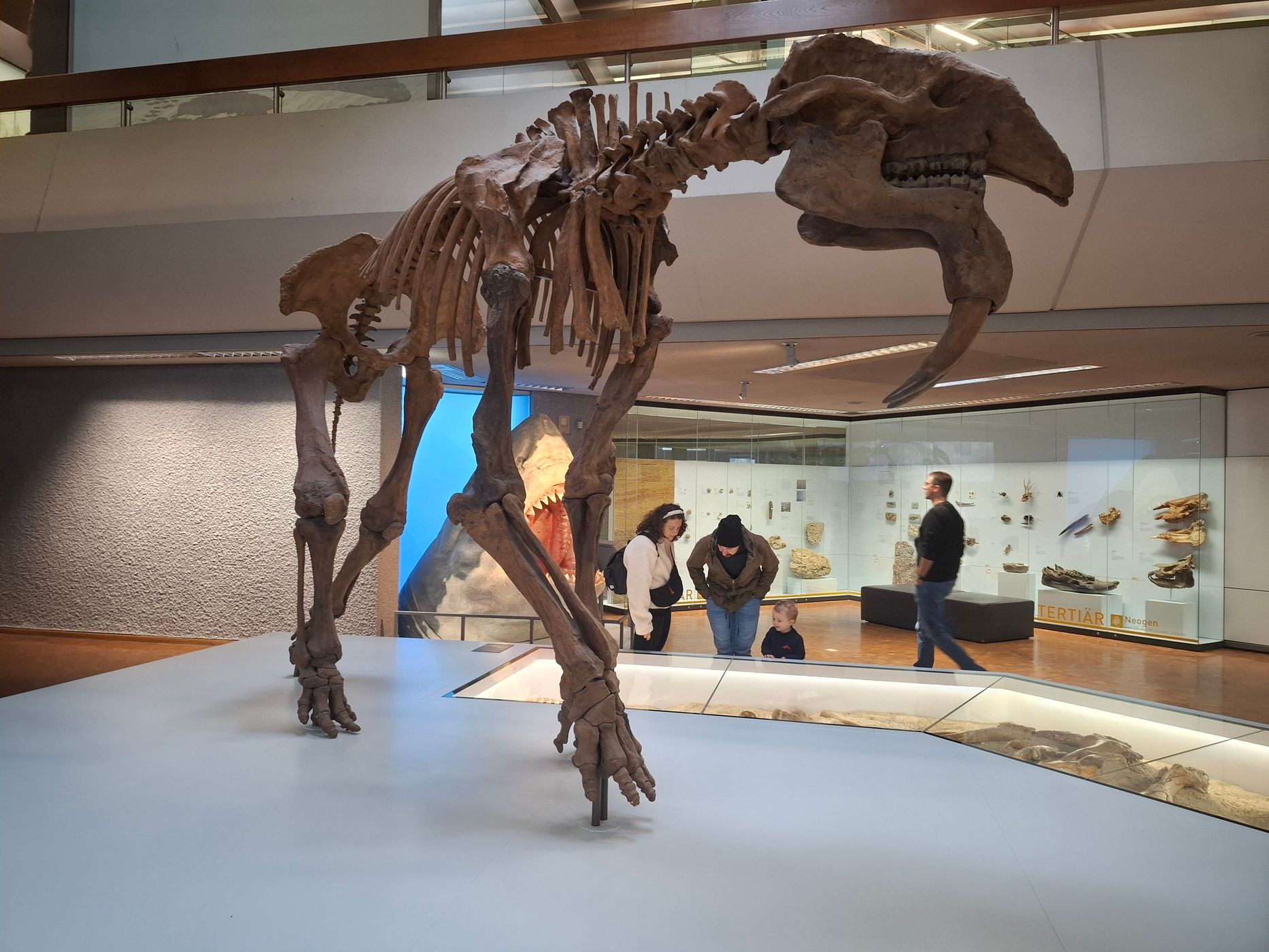 Naturkundemuseum Stuttgart, Museum am Löwentor, Germany