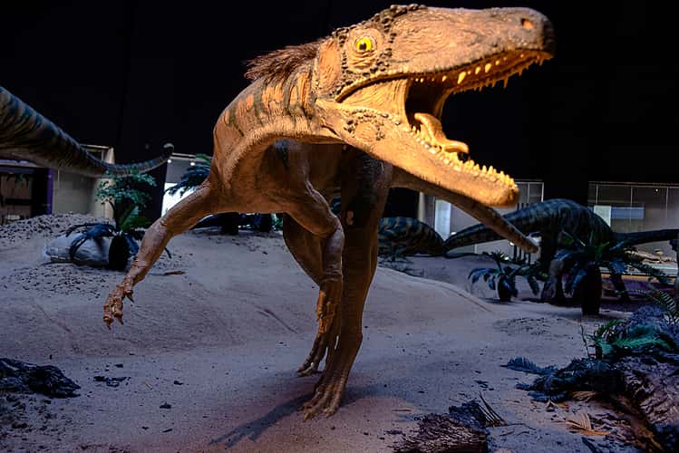 Naturkundemuseum Stuttgart, Museum am Löwentor