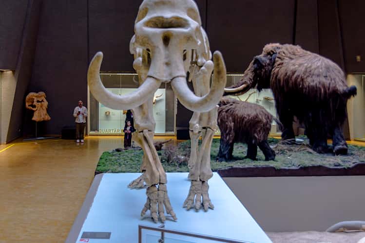 Naturkundemuseum Stuttgart, Museum am Löwentor