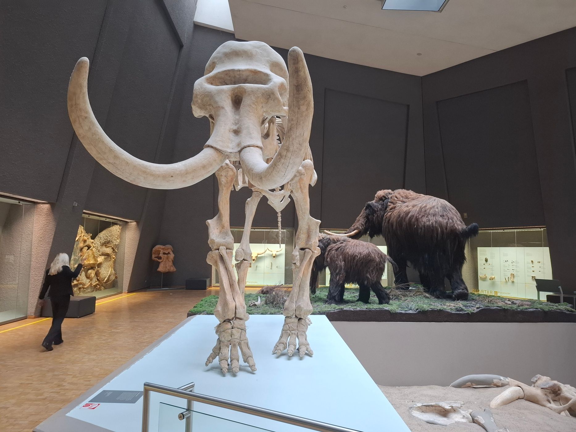 Naturkundemuseum Stuttgart, Museum am Löwentor, Germany