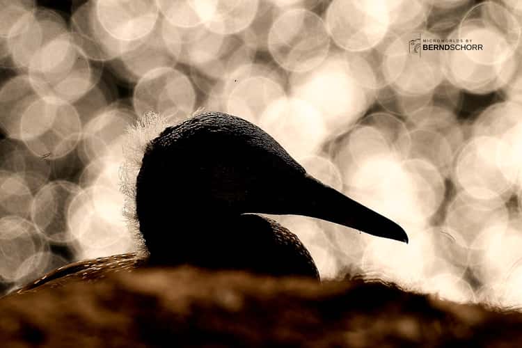 Northern gannet against evening sky