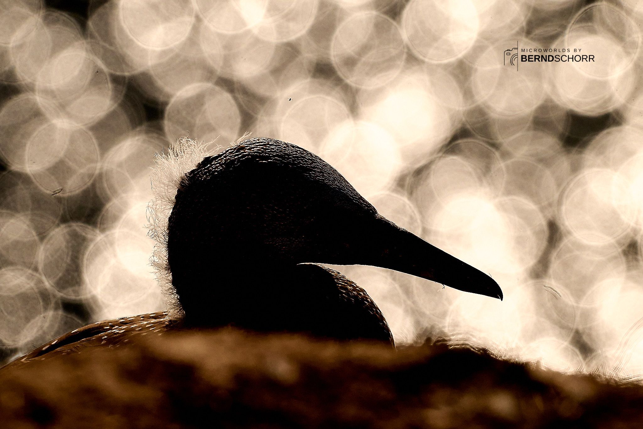 Northern gannet against evening sky, Germany