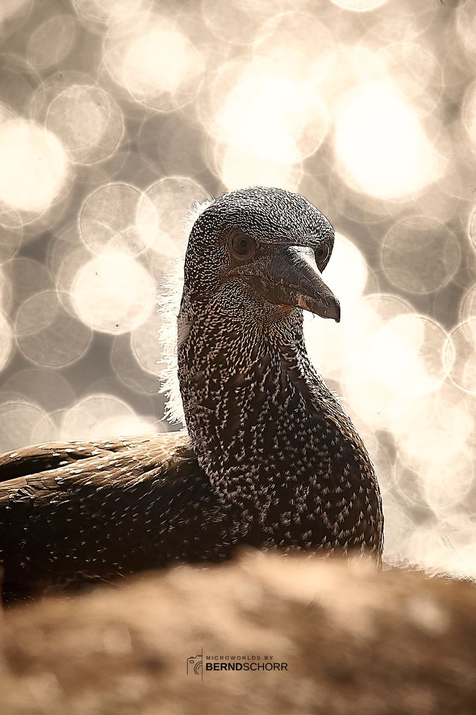 Northern gannet against evening sky, Germany
