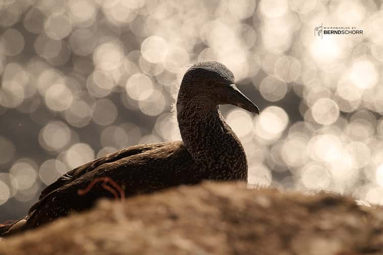 Northern gannet against evening sky