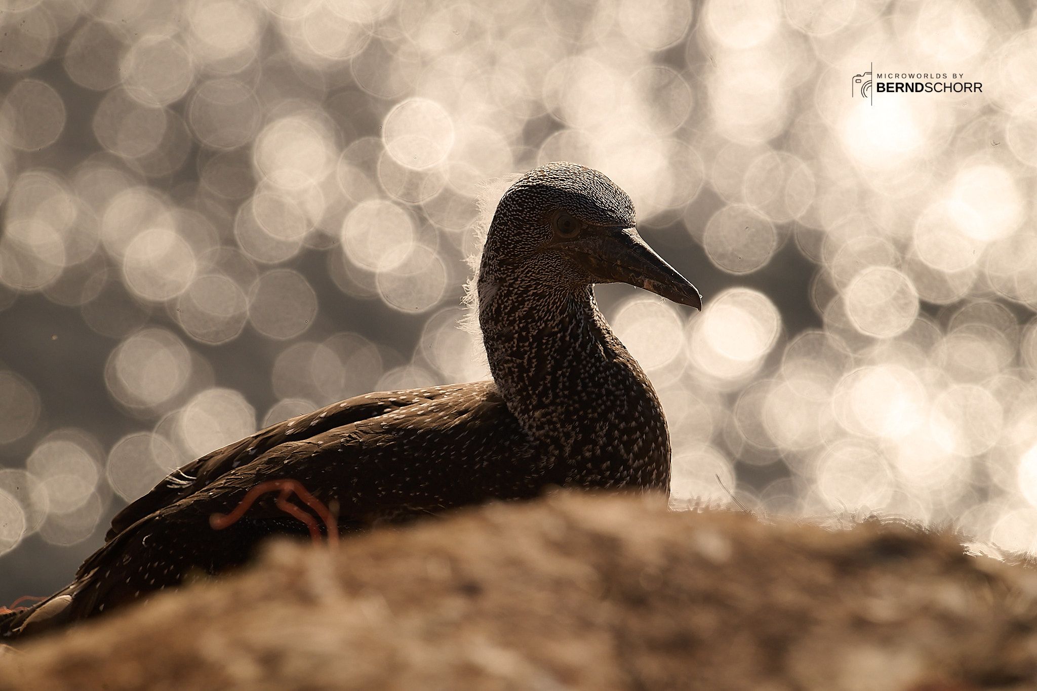 Northern gannet against evening sky, Germany