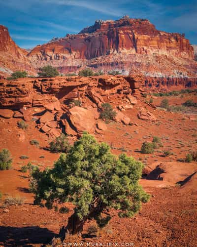 Panorama Point @ Capitol Reef National Park