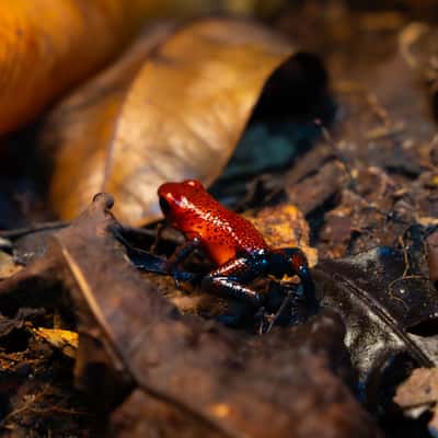 Parque Nacional Tortuguero Costa Rica, Costa Rica