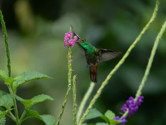 Parque Nacional Volcán Arenal