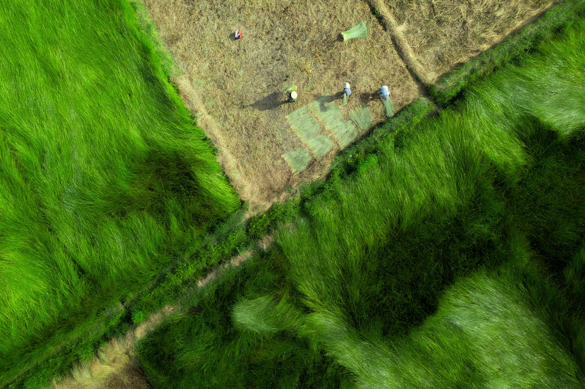 Phu Yen Sedge Harvest Fields, Vietnam