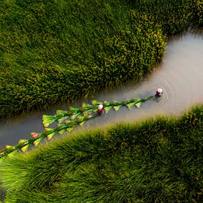 Phu Yen Sedge Harvest Fields, Vietnam