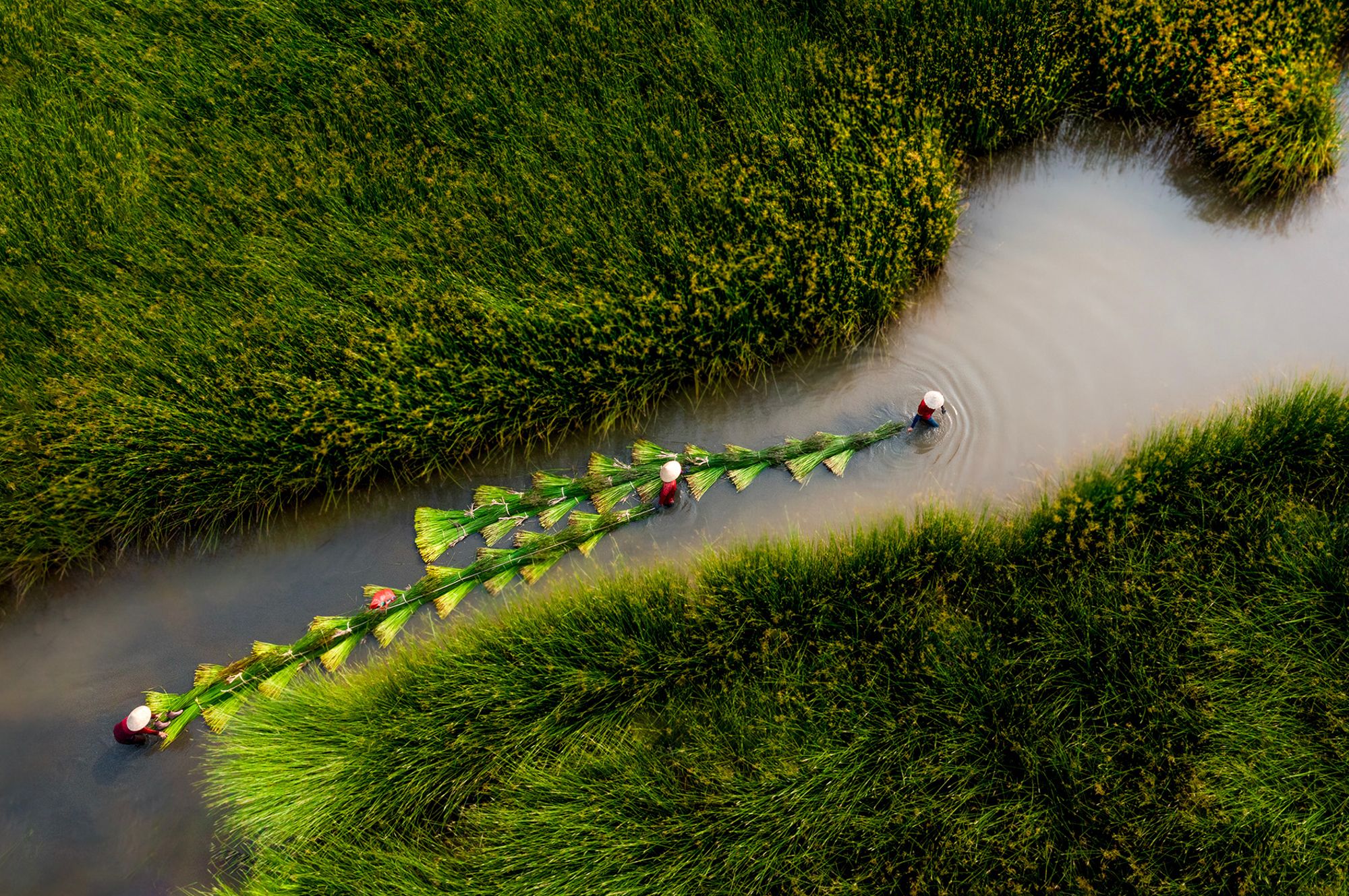 Phu Yen Sedge Harvest Fields, Vietnam