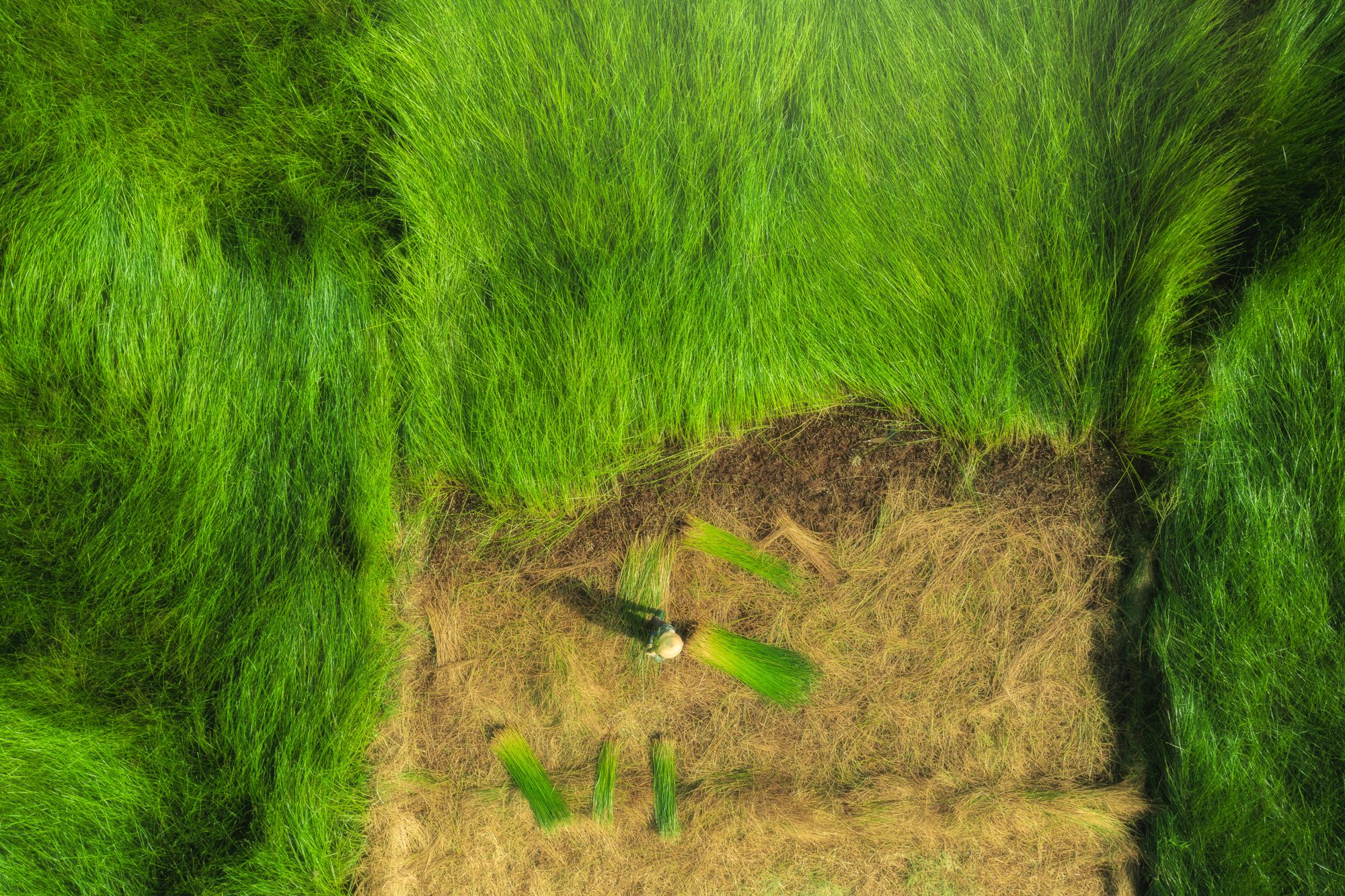 Phu Yen Sedge Harvest Fields, Vietnam