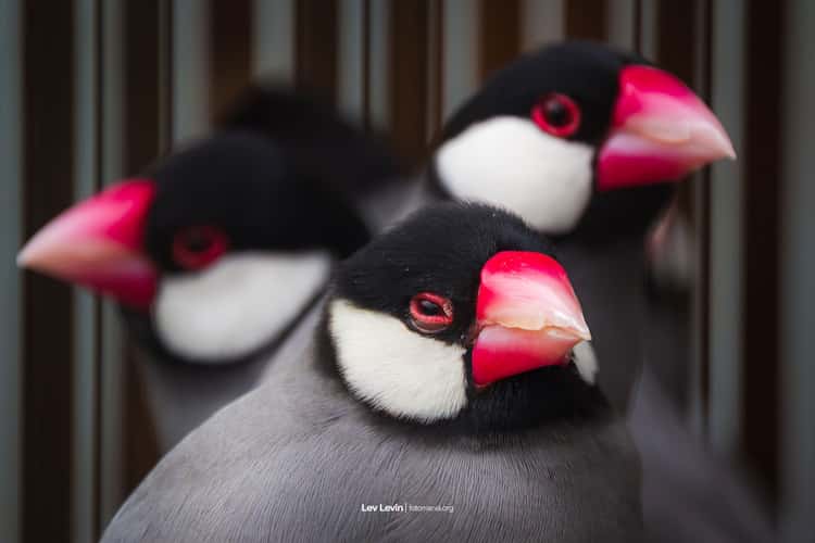 Pramuka Bird Market, Jakarta