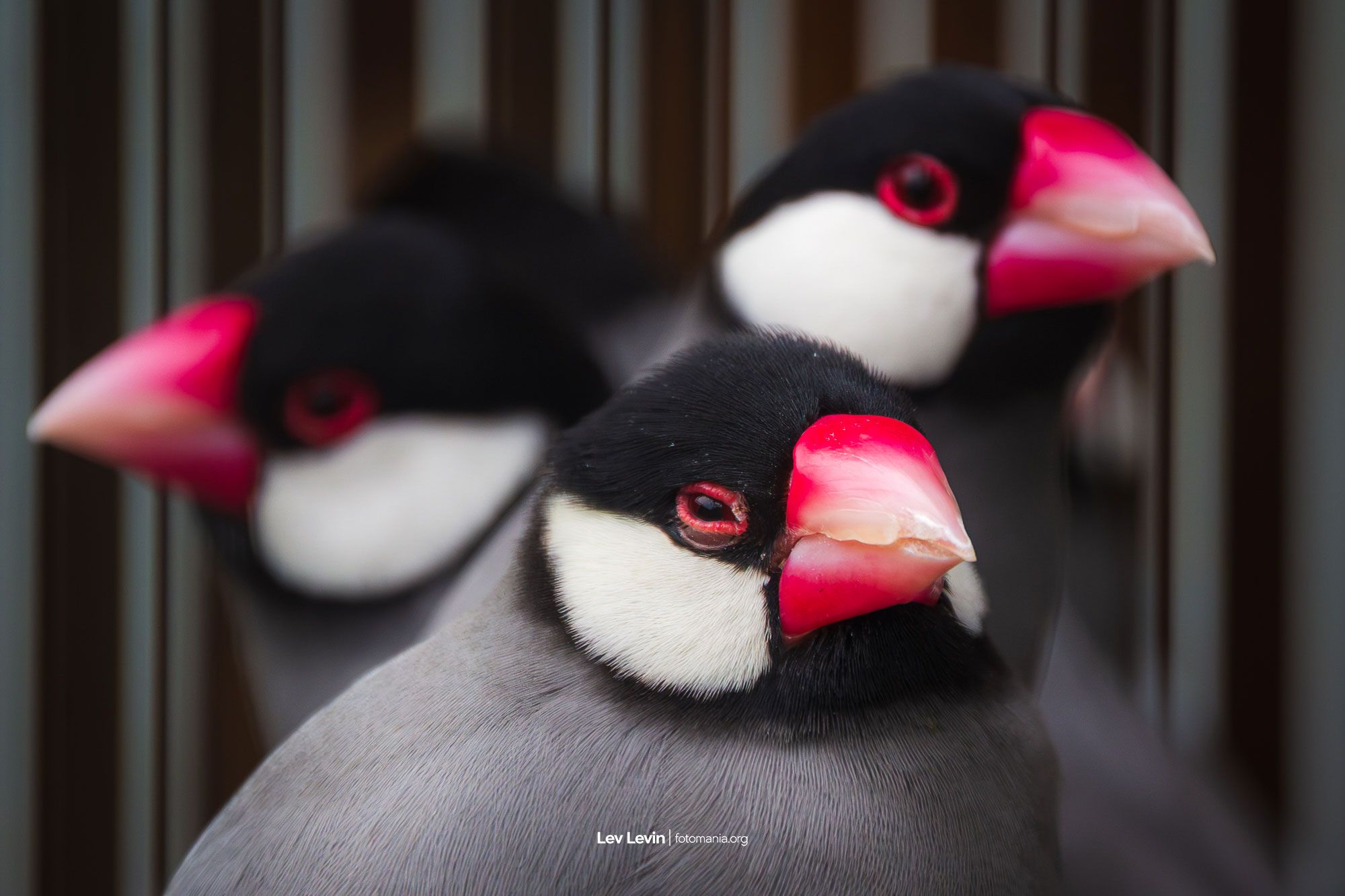 Pramuka Bird Market, Jakarta, Indonesia