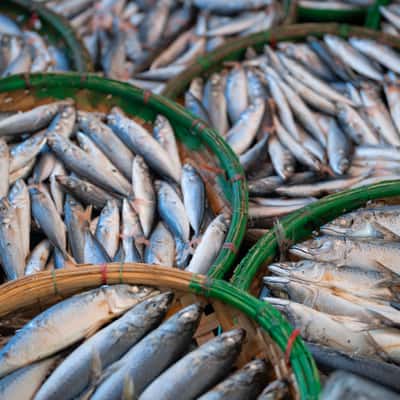 Quy Nhon Fish Market & Steam Fish Workshop, Vietnam