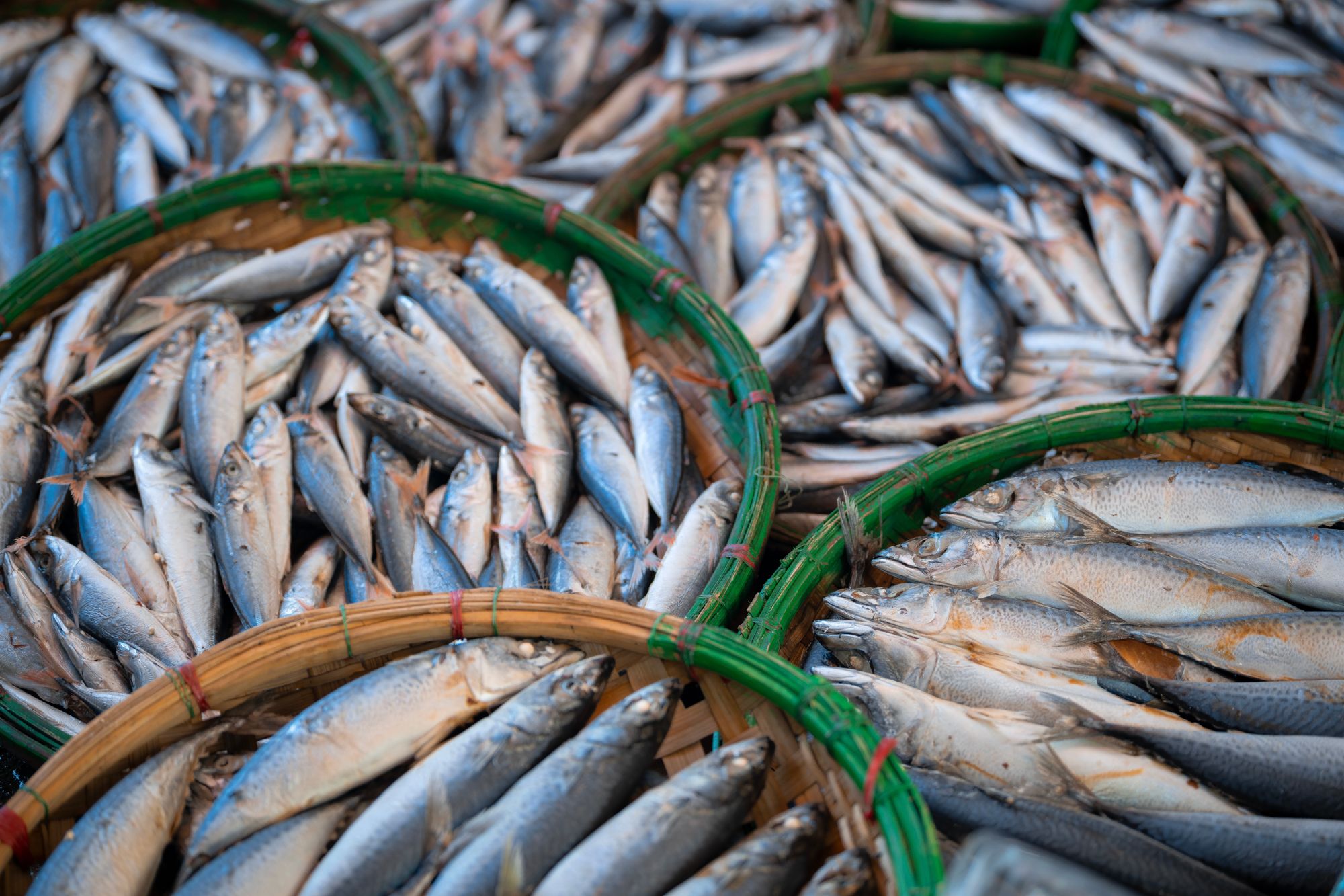 Quy Nhon Fish Market & Steam Fish Workshop, Vietnam