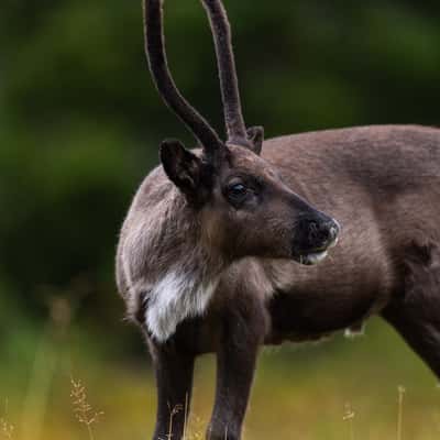 Reindeer ar Ruka ski hill, Finland