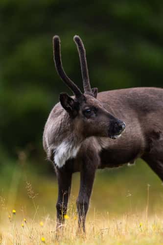 Reindeer ar Ruka ski hill