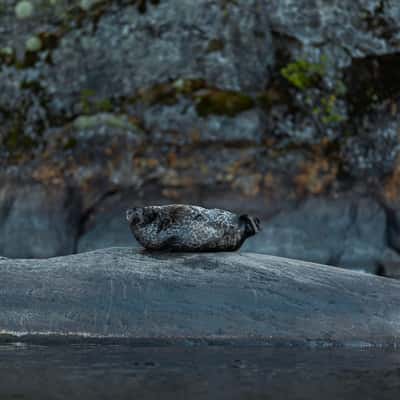 Saimaa ringed seal, Finland