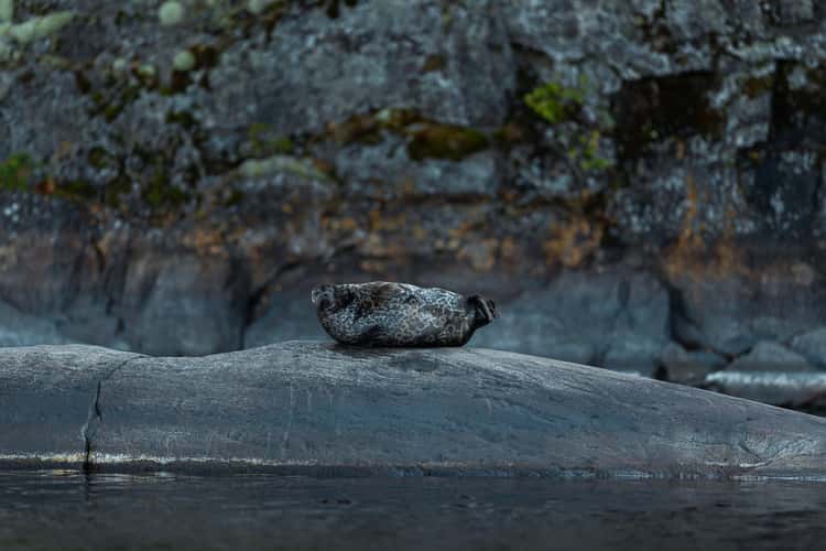 Saimaa ringed seal