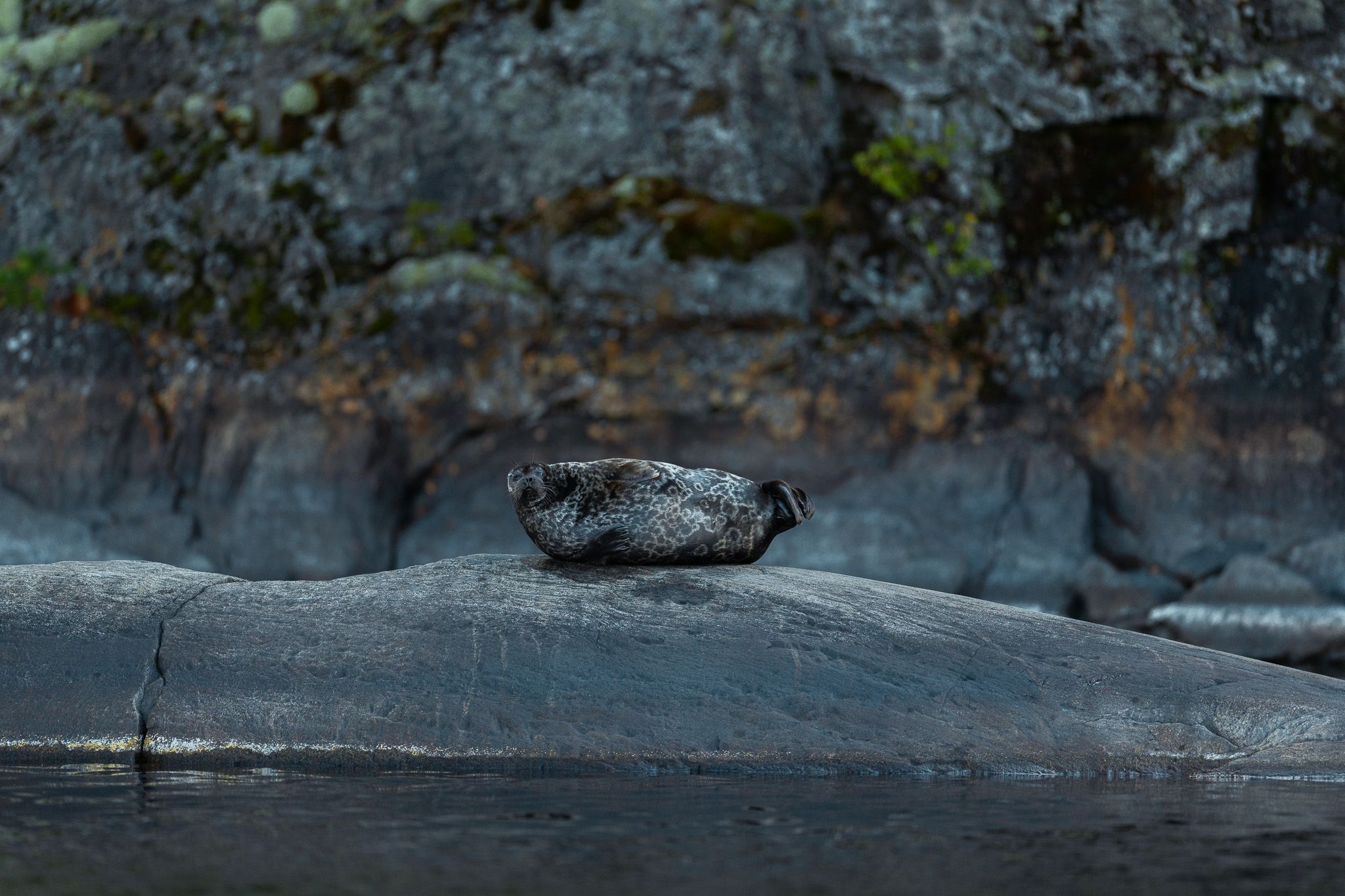 Saimaa ringed seal, Finland