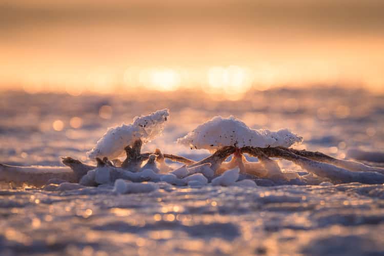 Salt creatures, Lago Rosa de Torrevieja