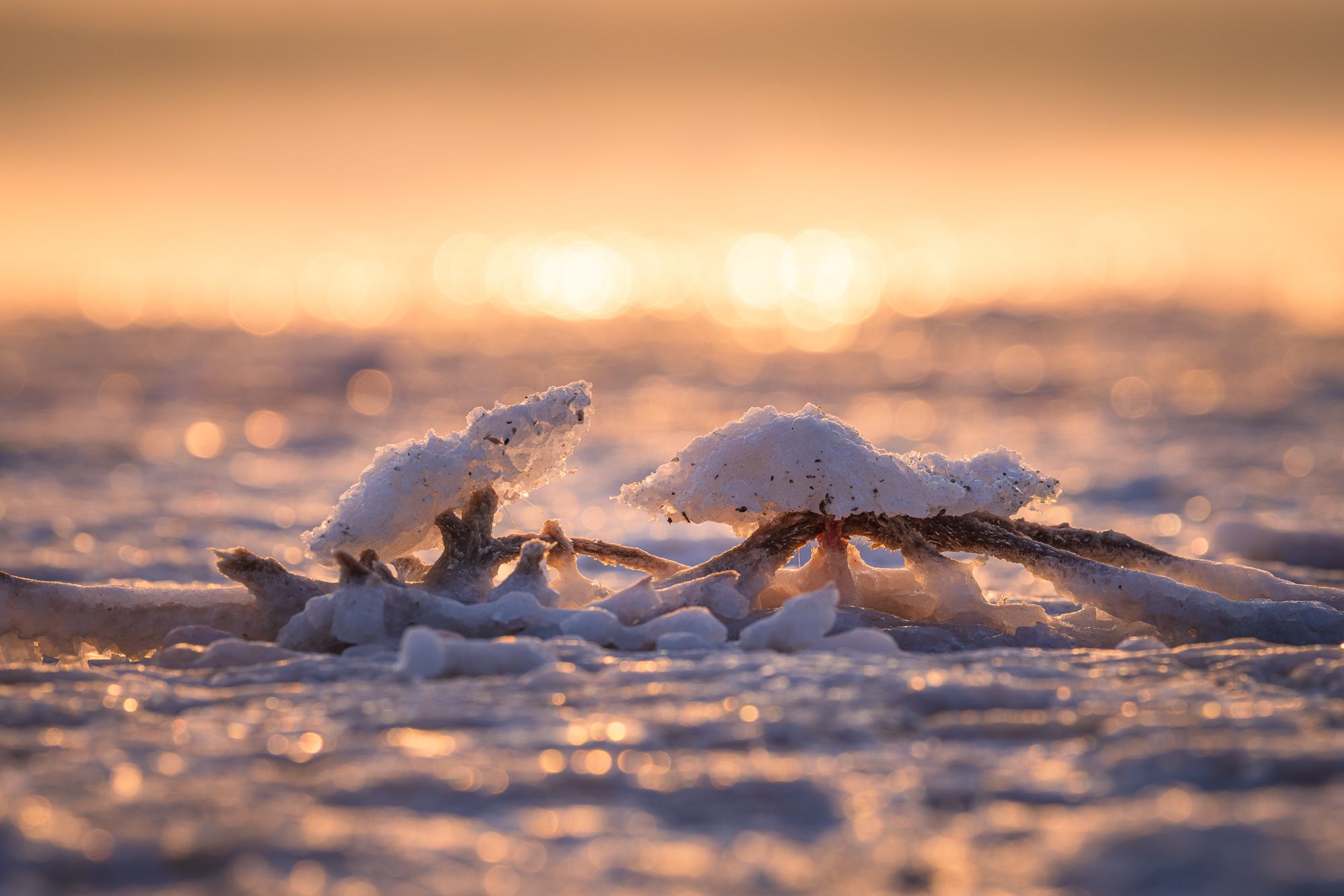 Salt creatures, Lago Rosa de Torrevieja, Spain