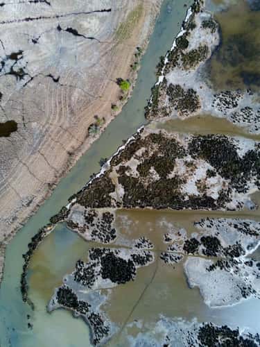 Salt marshes