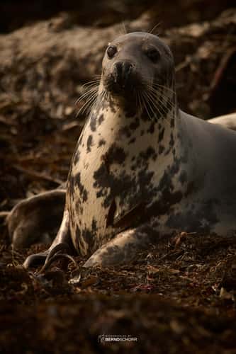 Seal colony on Düne