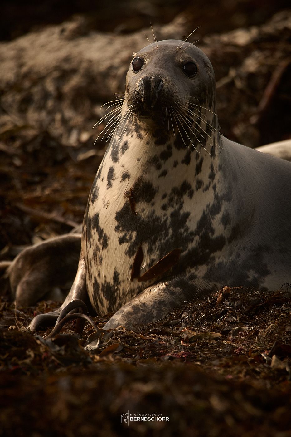 Seal colony on Düne, Germany