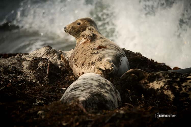 Seal colony on Düne