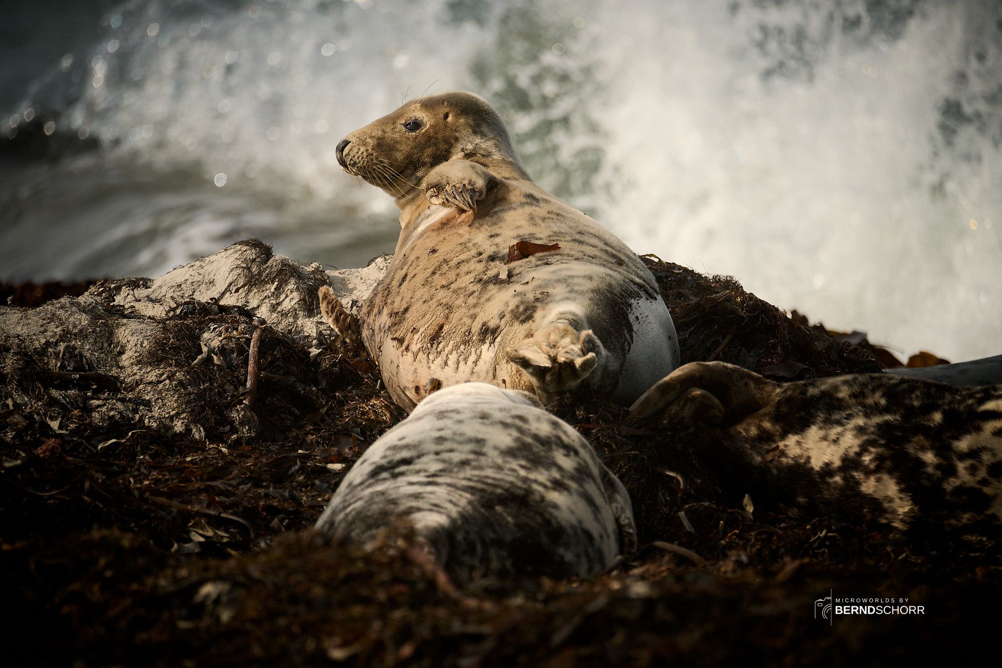 Seal colony on Düne, Germany