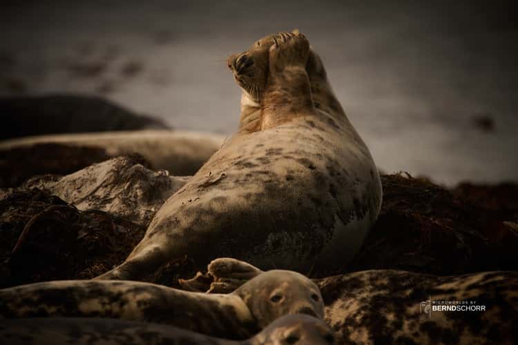 Seal colony on Düne
