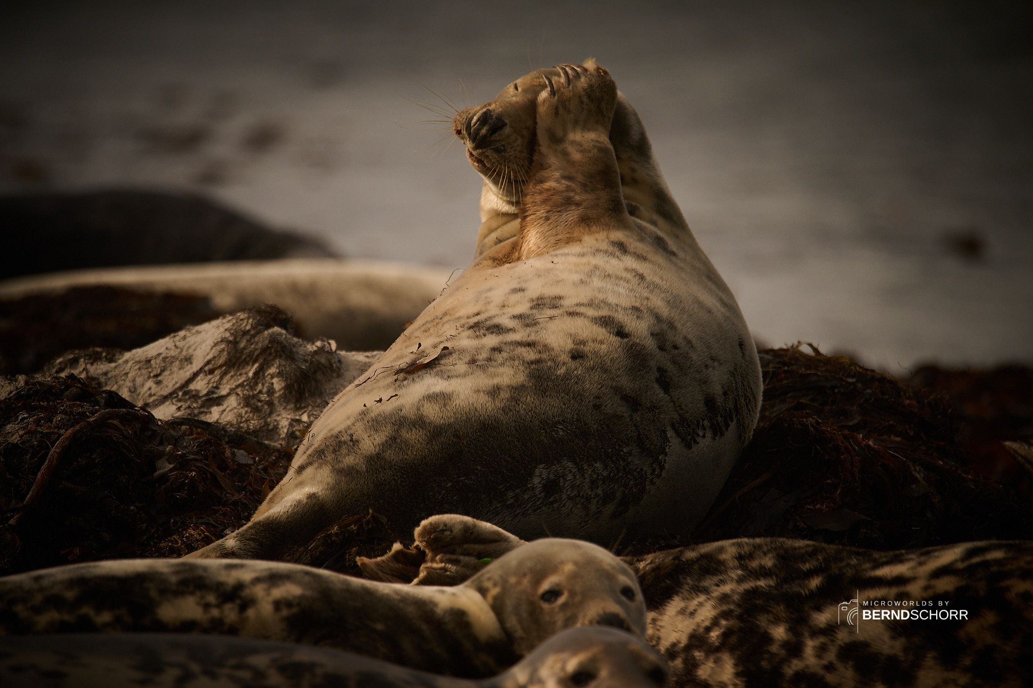 Seal colony on Düne, Germany