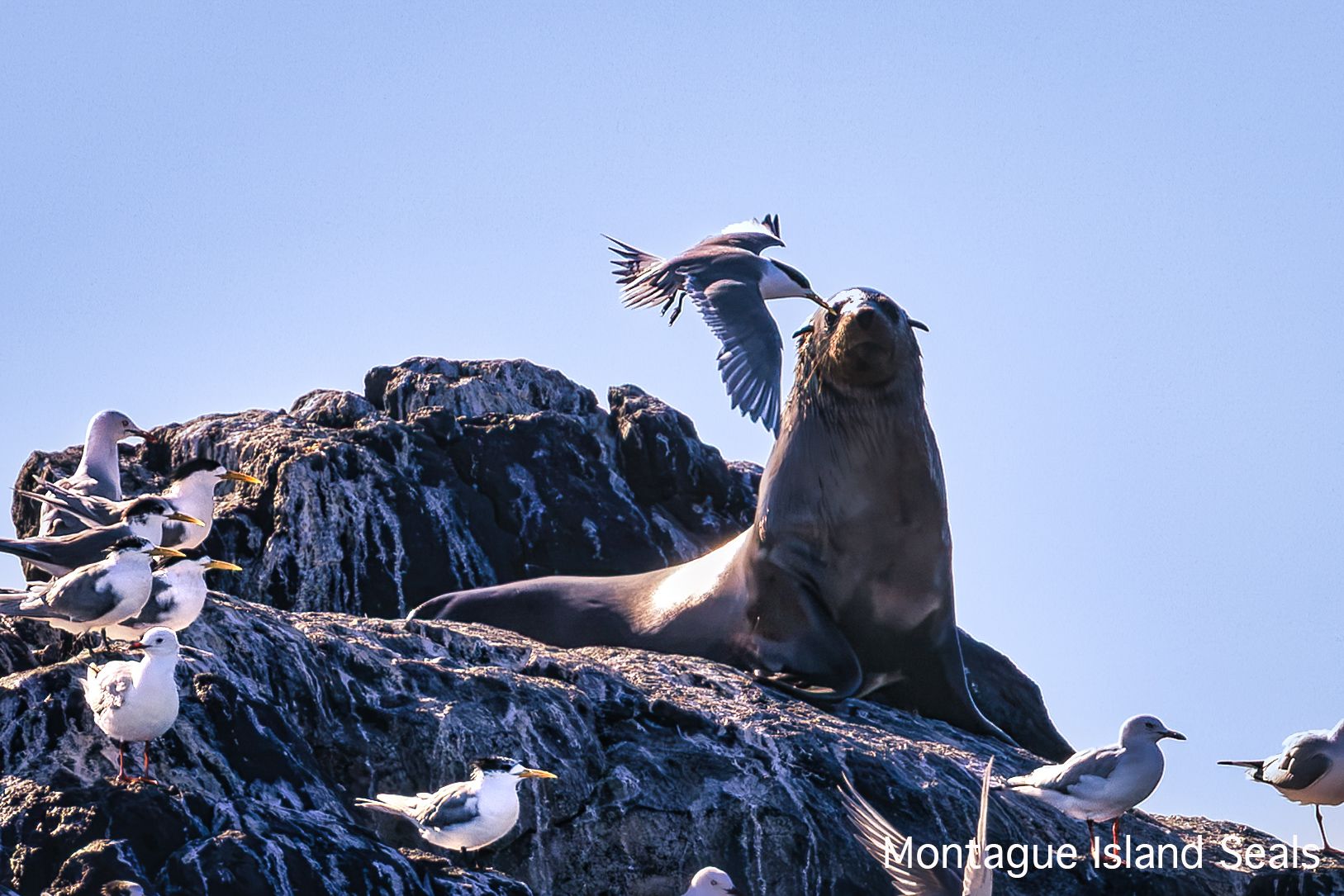 Seal Montague Island, Narooma, Australia