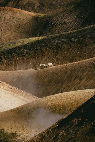 Small blue pond, sheep, structures at Laugavegur trail