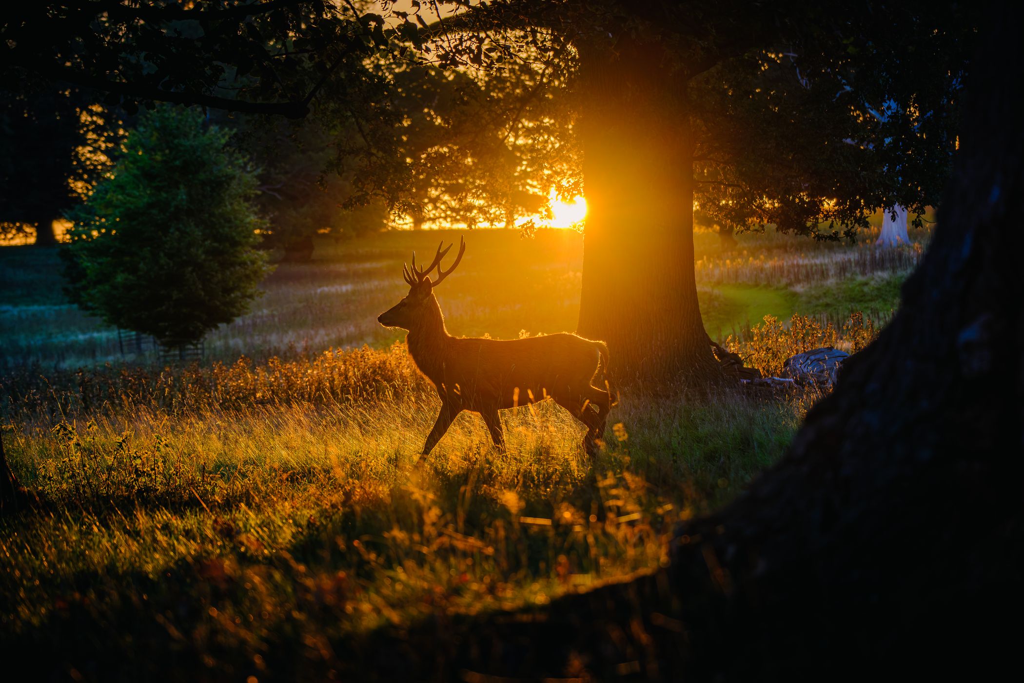 Studley Royal Deer Park, United Kingdom