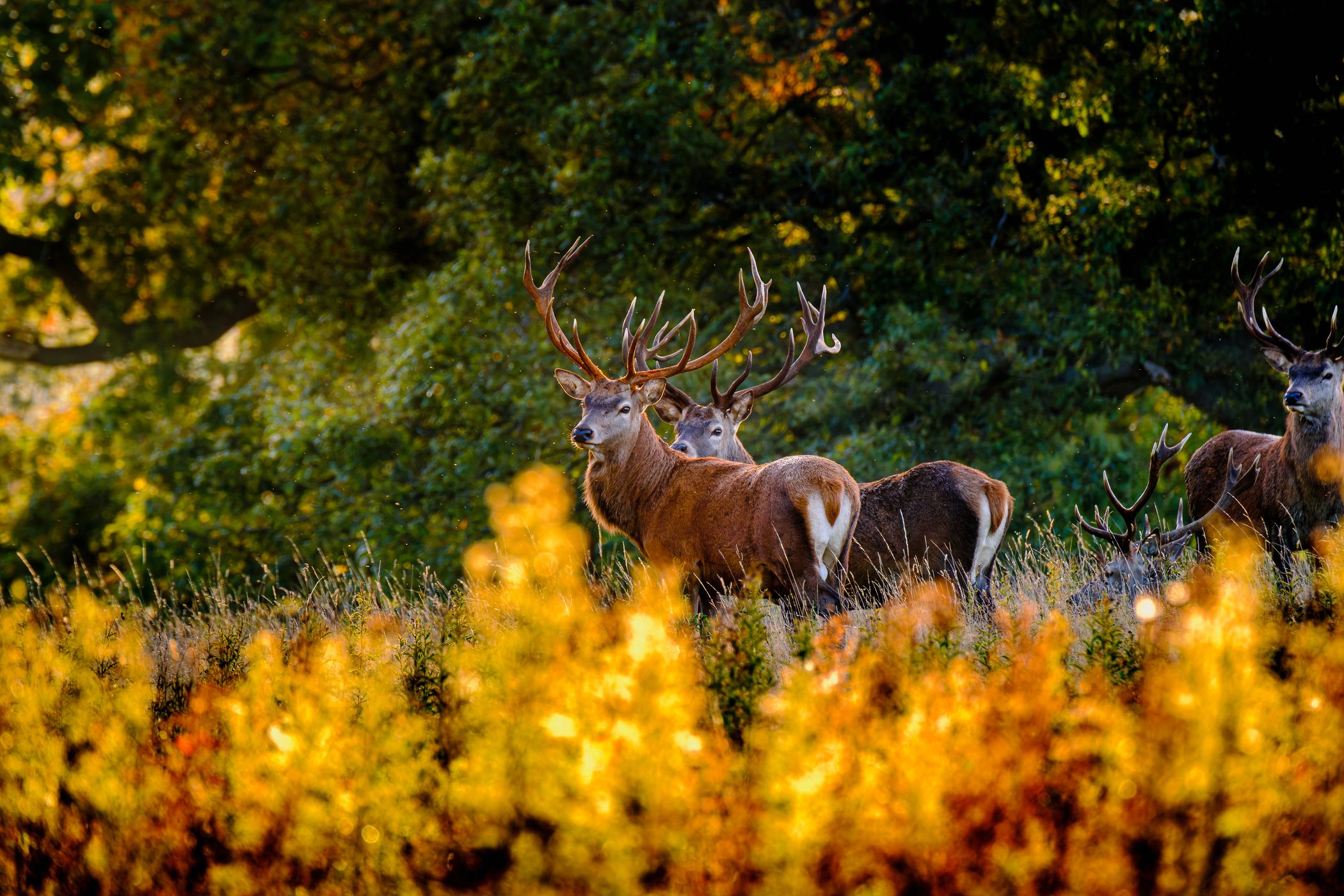 Studley Royal Deer Park, United Kingdom