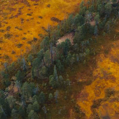 Swamp North of Hossa Nationalpark, Finland