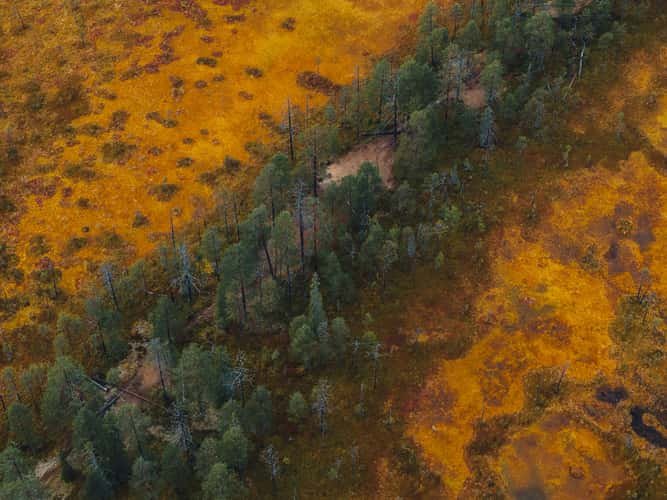 Swamp North of Hossa Nationalpark