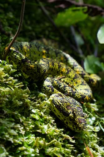 Tenorio Volcano National Park