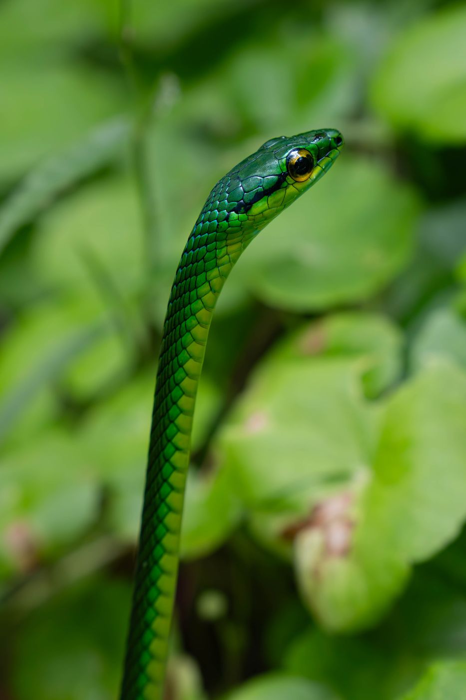 Tenorio Volcano National Park, Costa Rica