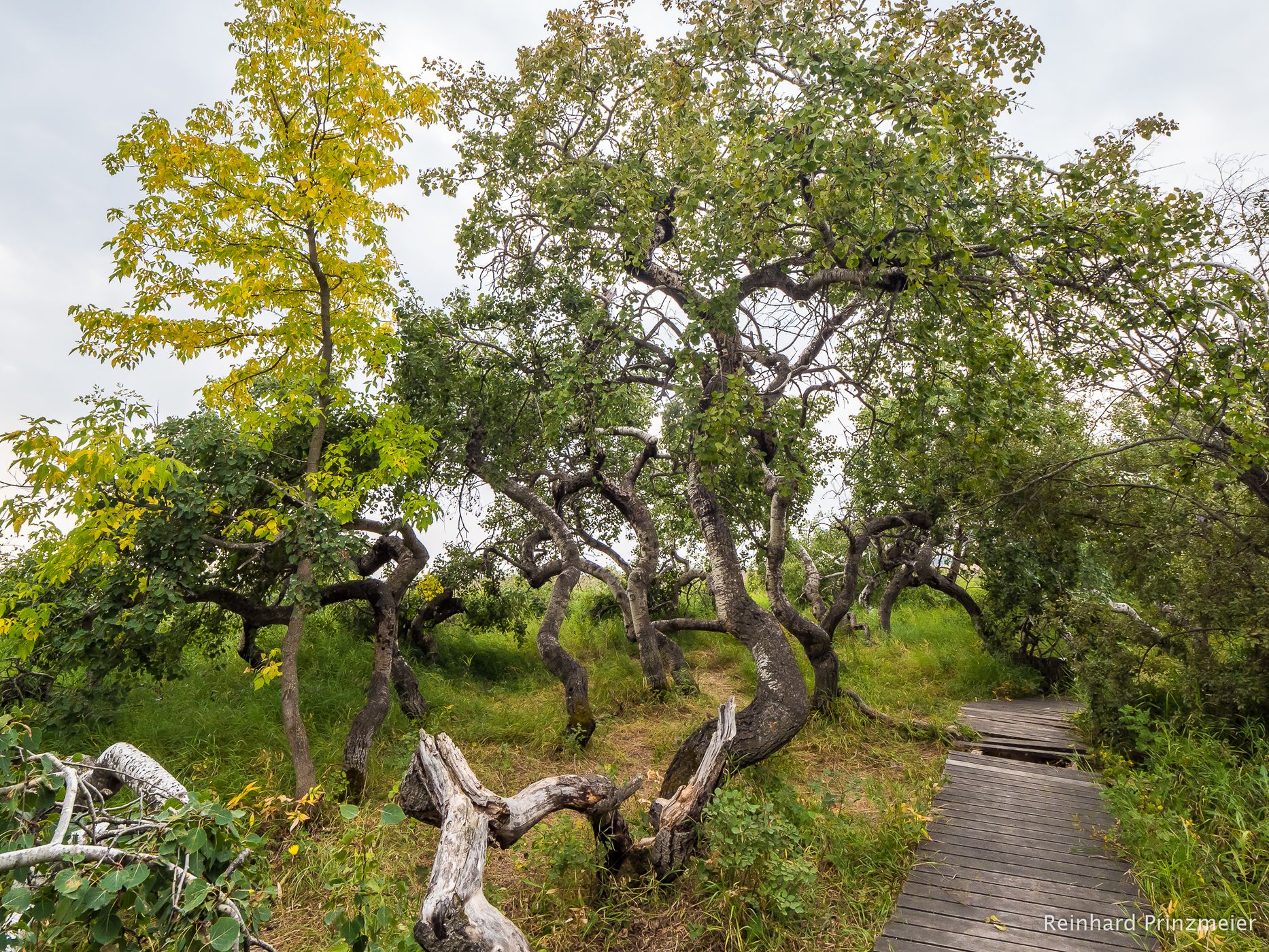 The Crooked Bush, Canada