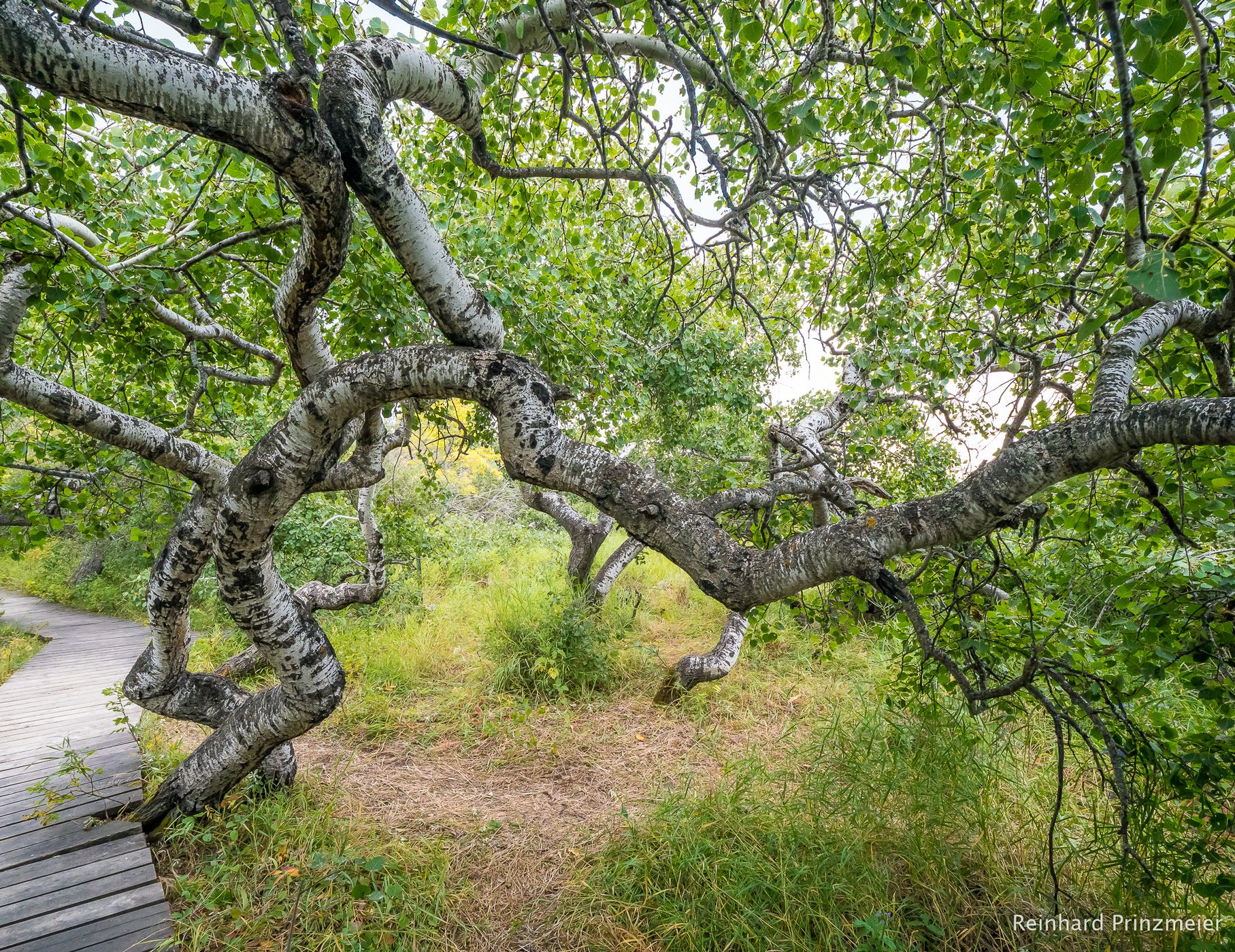 The Crooked Bush, Canada