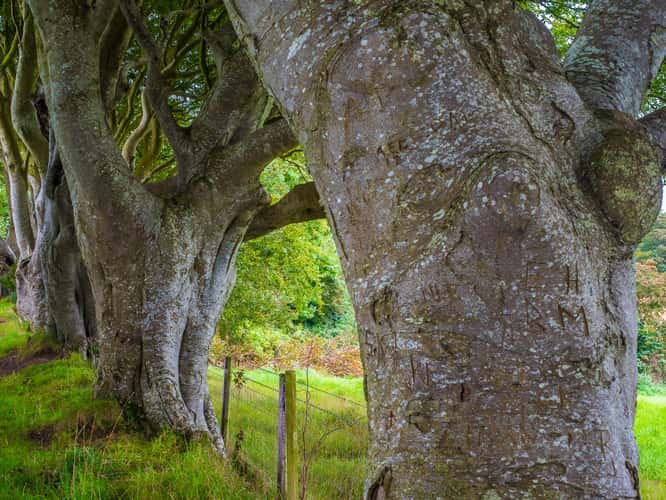 The Dark Hedges (Road)