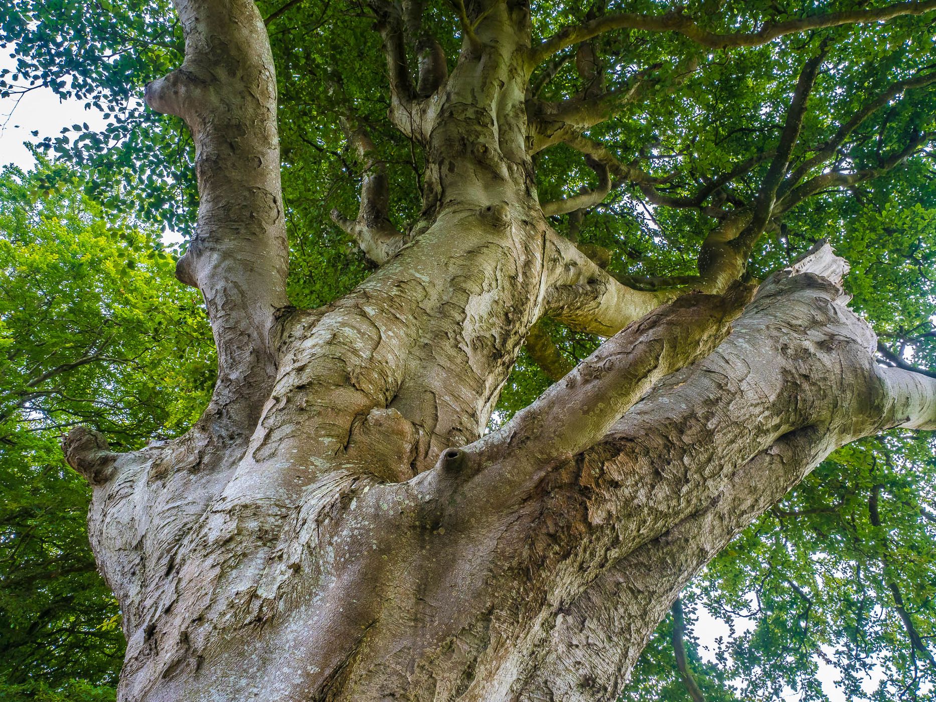 The Dark Hedges (Road), United Kingdom