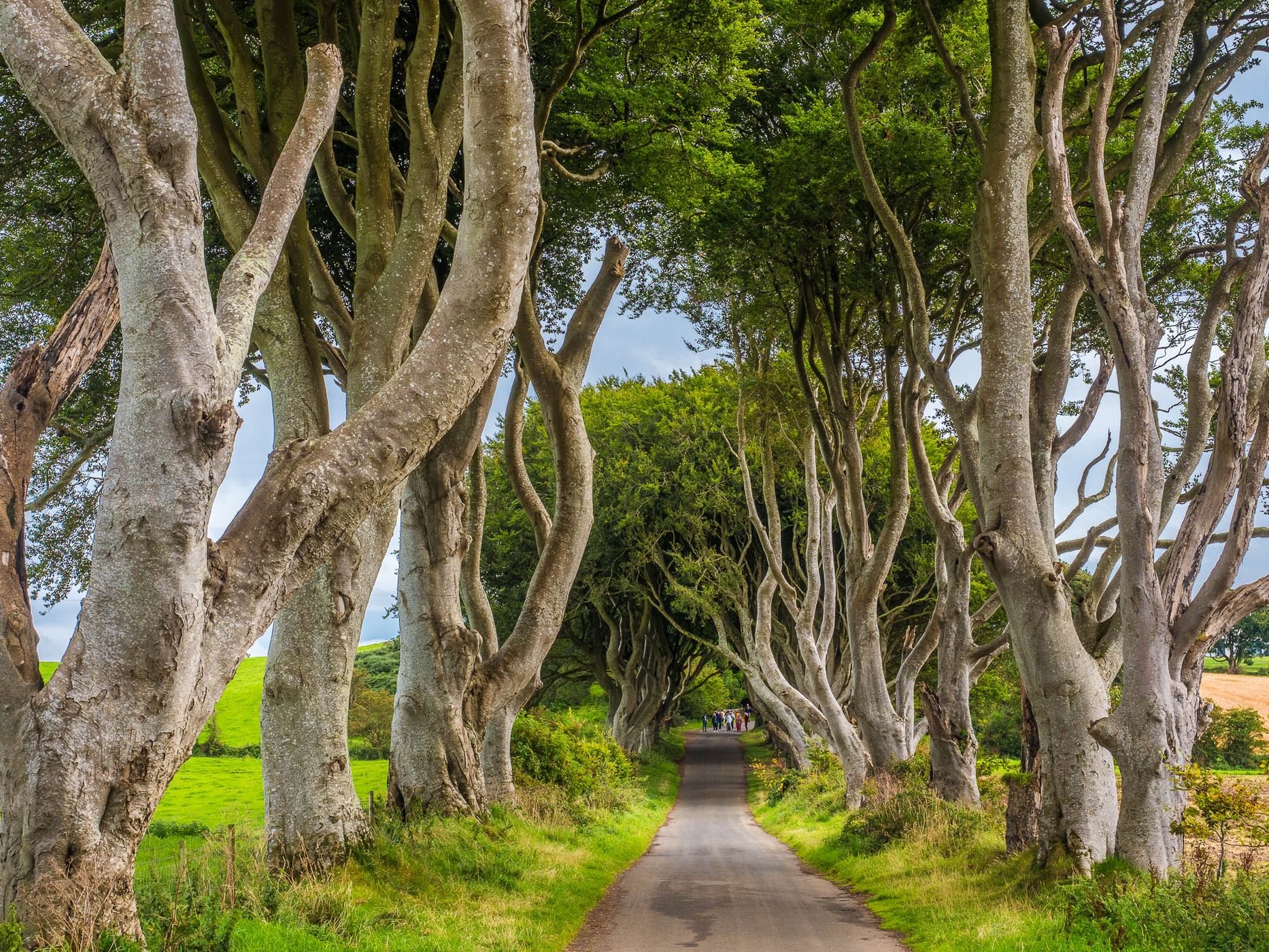 The Dark Hedges (Road), United Kingdom