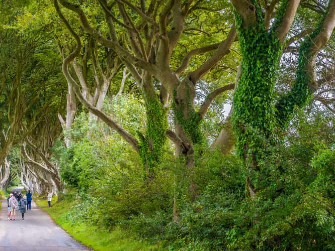 The Dark Hedges (Road)