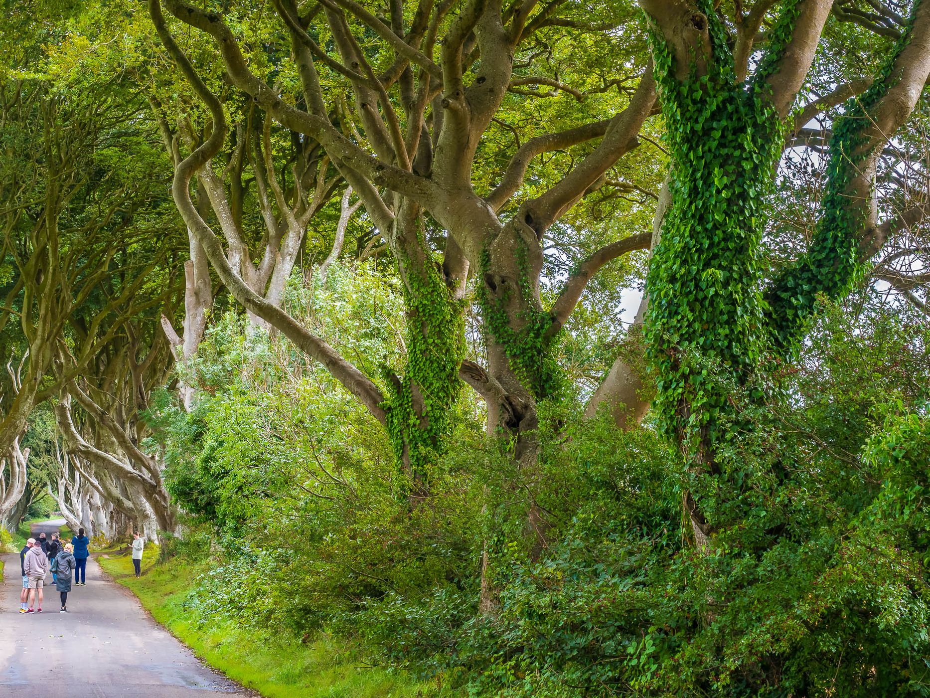 The Dark Hedges (Road), United Kingdom